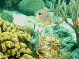 Foureye Butterflyfish IMG 5569